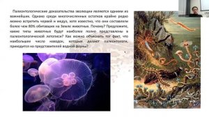 Кишечнополостные