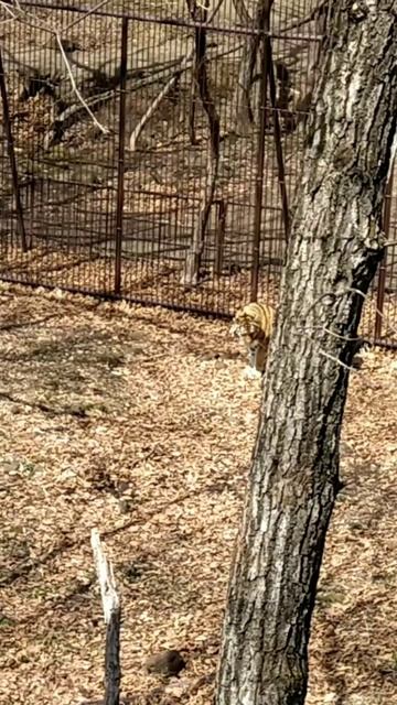 Тигр Амур и дочь Влада.