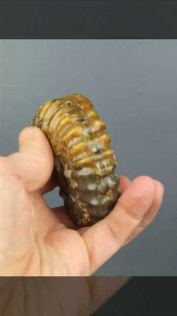 Аммонит 1293 Трактор привет из Мезозоя