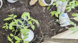 Выбора нет.Ранняя посадка рассады томатов в теплицу.Пригодился старый поликарбонат.