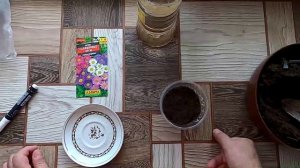 Посев астры на рассаду