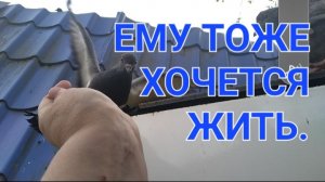 Голубь старался сесть,но не получилось.Покормила другого.🥺🥺🥺🥺🥺🥺🥺🥺🥺🥺🥺🥺🥺🥺🥺