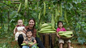 Собираем плоды тыквы-люфы для продажи на рынке. Готовим вместе с детьми. Дуонг