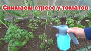 Как снять холодовой стресс у томатов