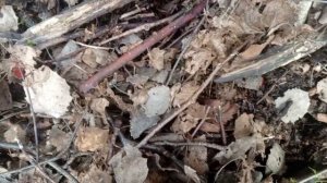 21 апреля.Первые грибочки этого года☺️👍