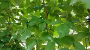 Беседка из малины