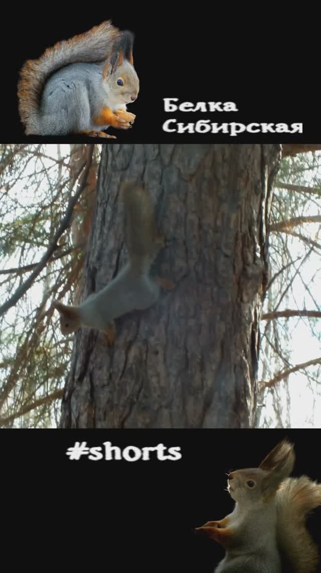 Три белки в брачный сезон