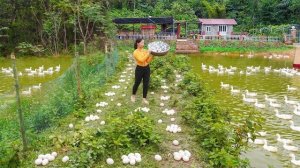 Заготовка утиных и куриных яиц на продажу. Удобряю навозом грядки. Серия 95. Ли Фук Ви