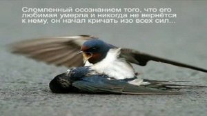 И они чувствуют. Птицы