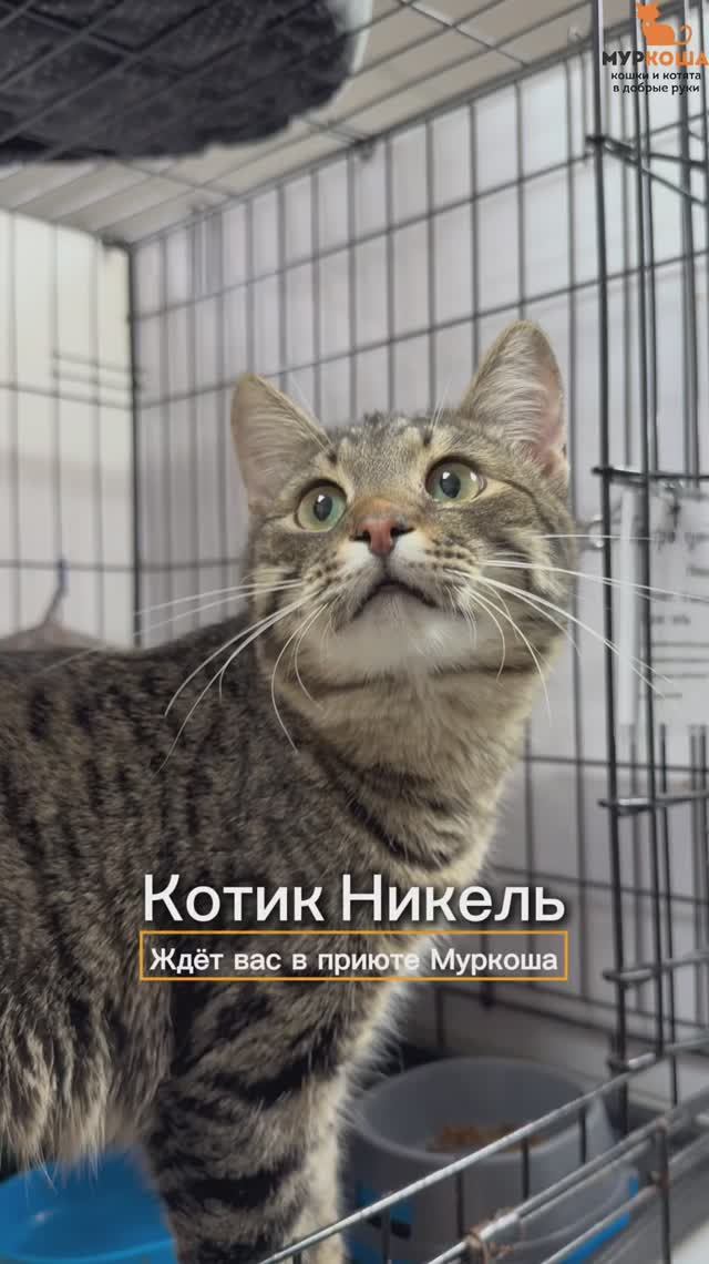 Никель ждёт вас в приюте #Муркоша