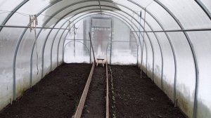 У меня взошёл редис в теплице.