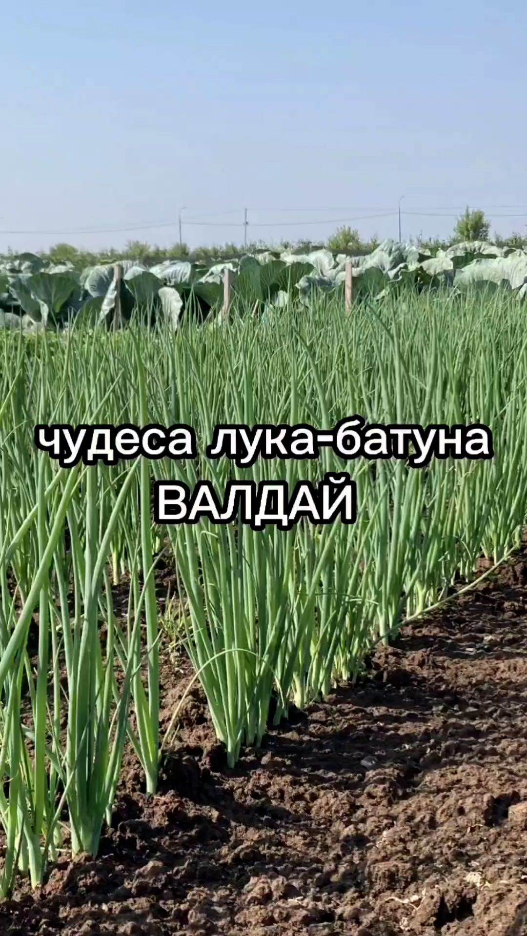 Многолетний лук на зелень!