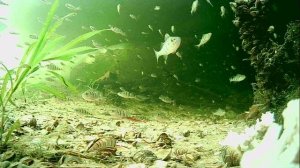 1000013429.mp4Волга гл.2м.22.04.2026г.