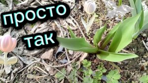 Рассказываю про тюльпаны . Показываю свою кошечку