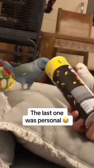 video_13359460474747.mp4