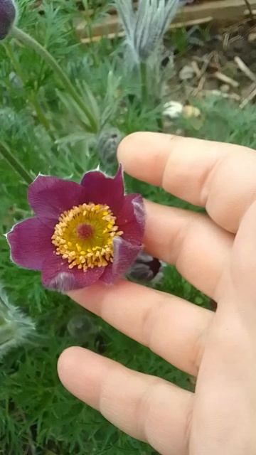 Весна, все цветет!