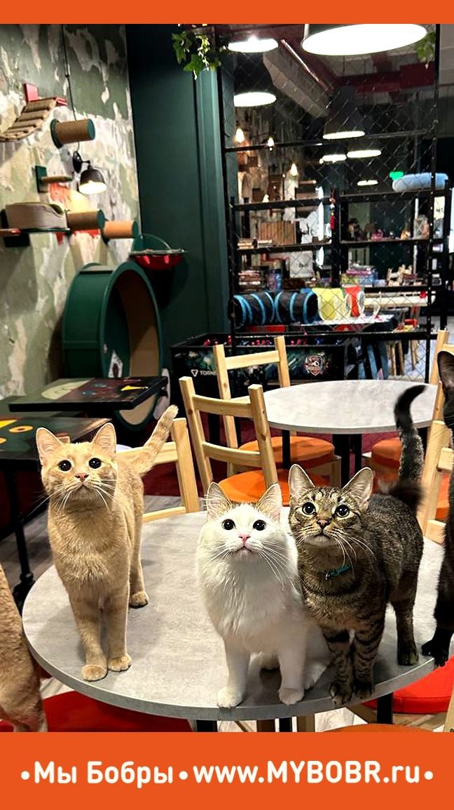 Доброго дня и приятной среды обитания, друзья!😍