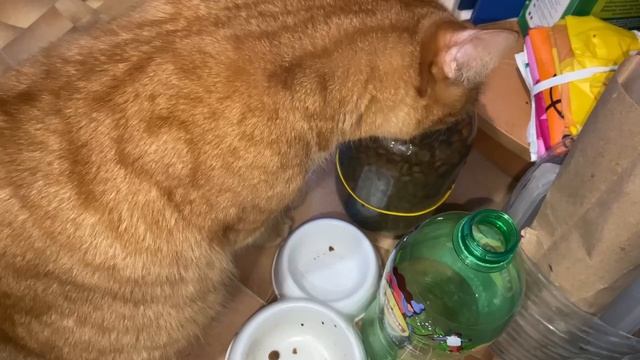 Рыжик кот. Как всегда кушать хочется!!!