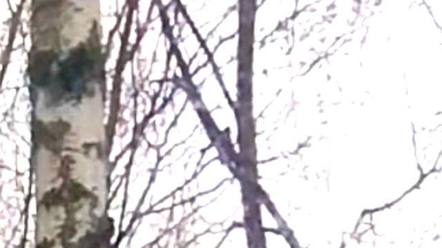 Серая ворона говорит алë калë