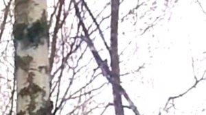 Серая ворона говорит алë калë