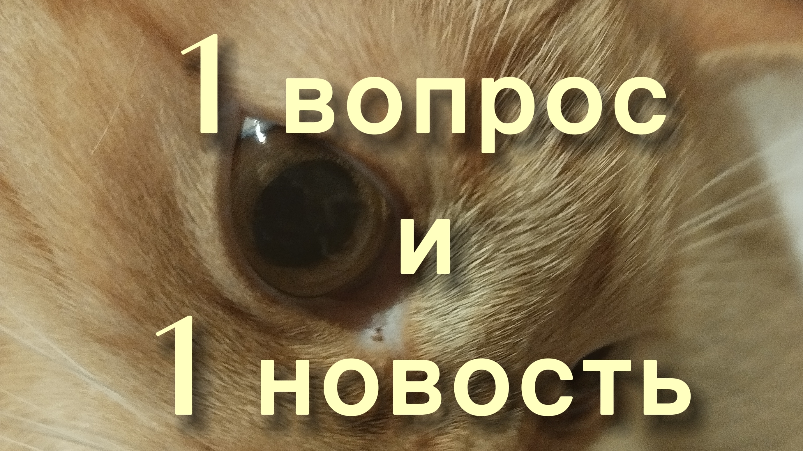 1 вопрос и 1 новость
