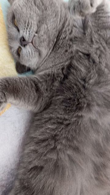 Как хочу, так и лежу!