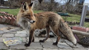 Неожиданный сюрприз.