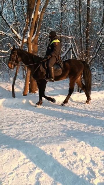 Измайлово, конный патруль (video _2026-02-24).