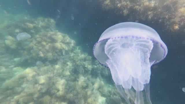 ПОДВОДНАЯ ОХОТА В ЧЕРНОМ МОРЕ