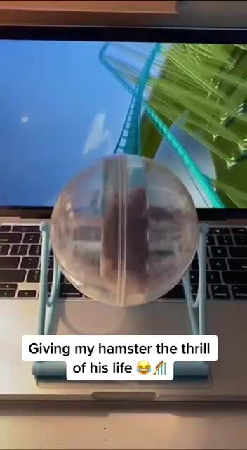 Развлекаем хомякa