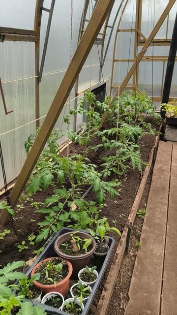 обзор теплицы 23 апреля #теплица #дача #садоводничество #огород #уходзатеплицей