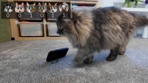 6 комнат! Пройди Испытания, Чтобы Выйти ! (кот МАЛЫШ, кошка МУРКА, ЮГИ, ИСА, МИЛСИ, ПУПСЯ)