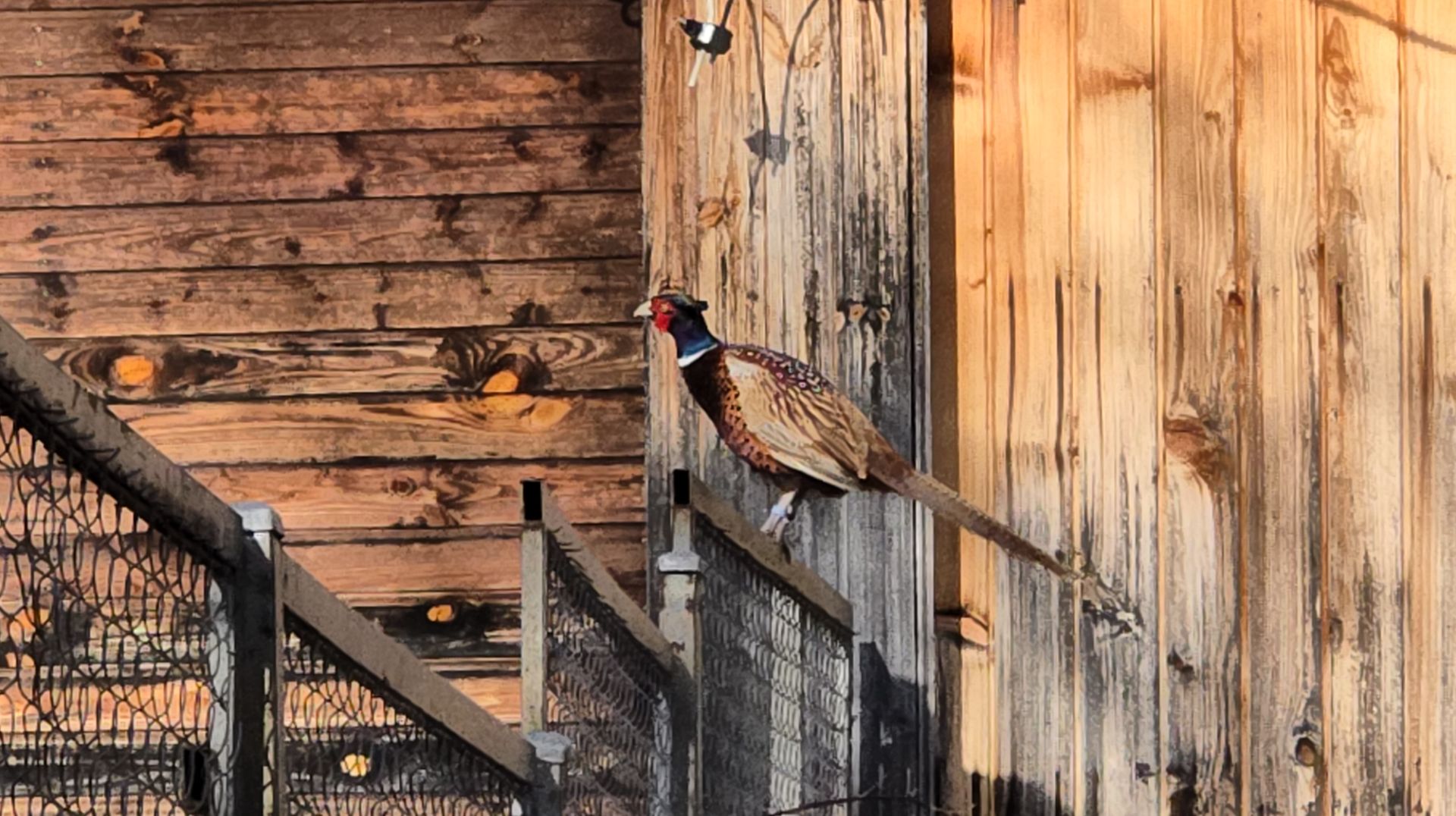Олений рог, фазан на заборе и утренний лось