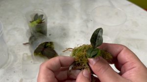 Пересадка малышей из теплички. Орхидеи с наперсток!