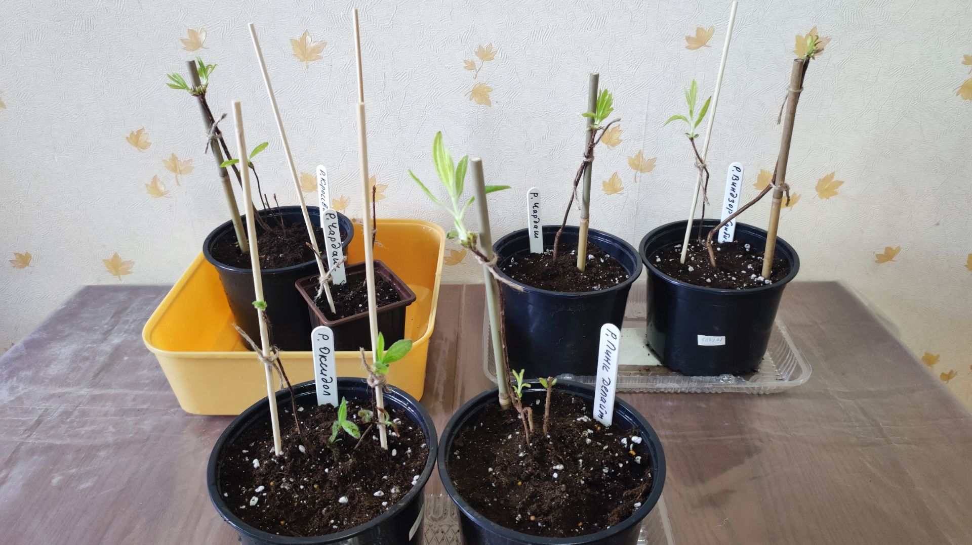 Второй метод посадки новых саженцев рододендронов.