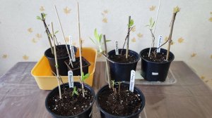 Второй метод посадки новых саженцев рододендронов.