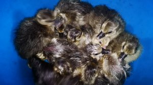 23 апреля 2026 гусята вывод инкубаторы