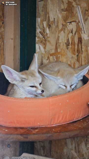 Фенеки удобно устроились на лежанке. Зоо Дзен, Токсово, Ленинградская область