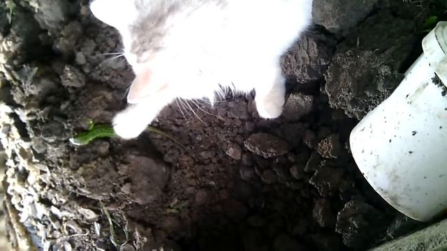 Глупый котёнок играет с ящерицей