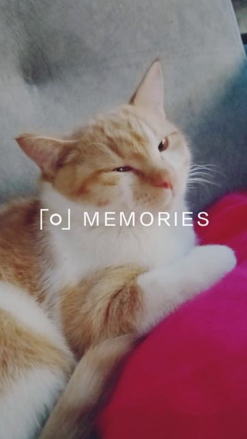 Симба❤❤❤❤