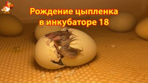 Рождение цыпленка за 5 минут в инкубаторе 18