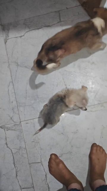 Для щенков курочка и сухой корм в бульоне