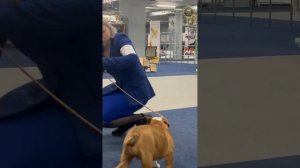 19.04.2026 Выставки собак всех пород САС-ЧФ + САС 2 гр, Москва.