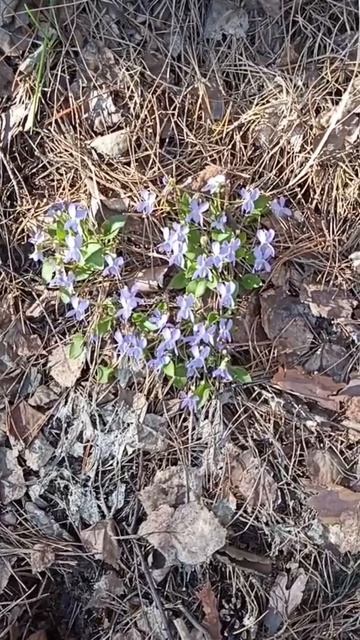 Первые цветы и муравейники в лесу.