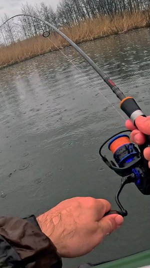 БЕШЕНЫЙ ГОРБАЧ: икра придает силы! 🎣⚡ Злая окуниха на спиннинг!