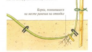 Саженцы фундука, размножение «дужкой»