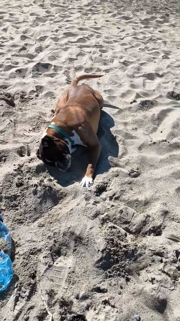 немецкий боксёр