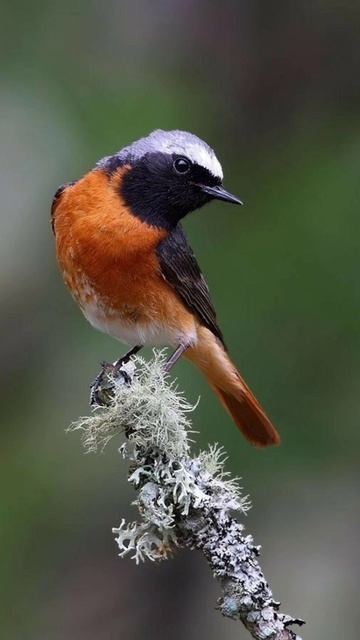 Пение горихвостки. 23 апреля 2026 г.