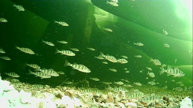 1000013434.mp4Волга гл.2м.23.04.2026г.