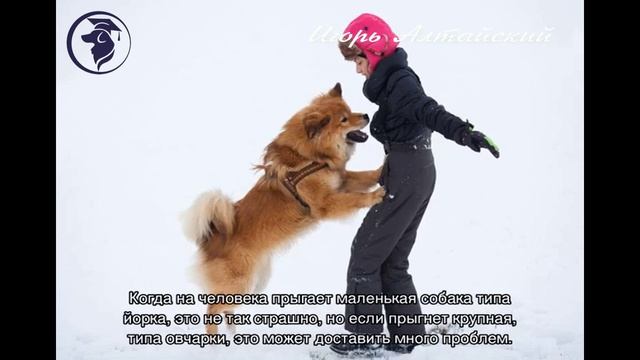 КАК ОТУЧИТЬ СОБАКУ ПРЫГАТЬ НА ВАС? смотреть онлайн